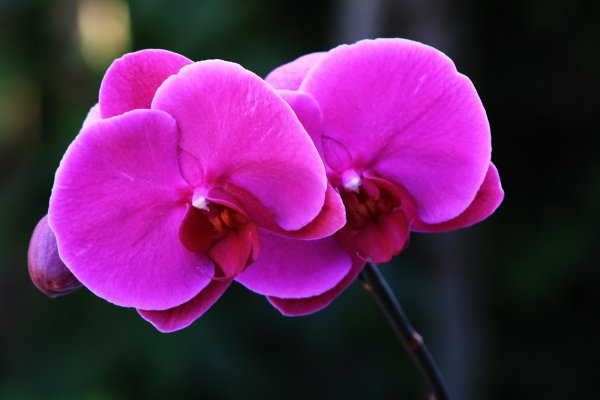 Ghidul complet pentru ingrijirea orhideelor: Cum să iti mentii florile infloritoare