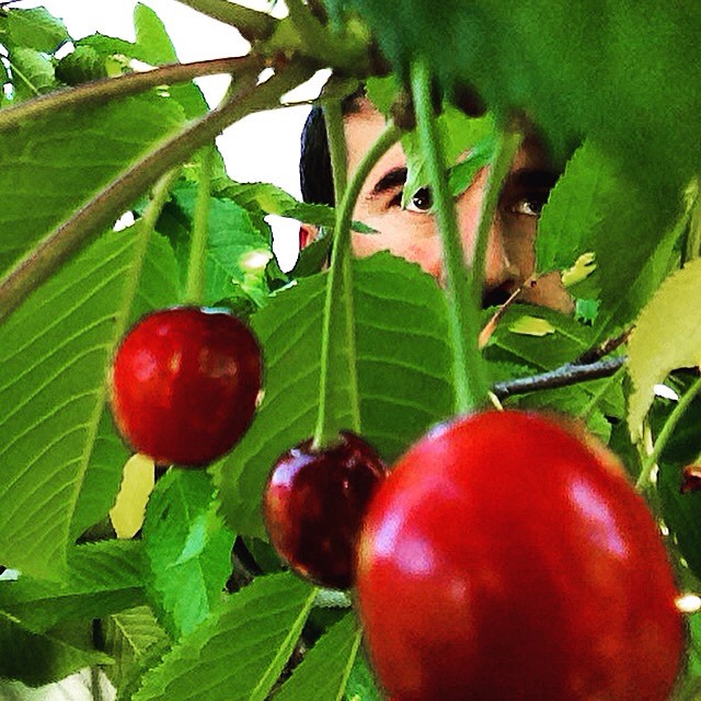 Cele mai frumoase poze cu ciresele romanesti de pe Instagram